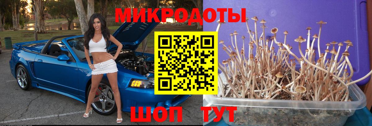 Псилоцибиновые грибы Psilocybine cubensis  Вход с VPN  Камень-на-Оби  Псилоцибиновые грибы ЛСД 